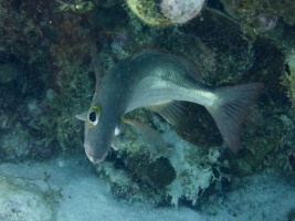 Creolefish IMG 7705